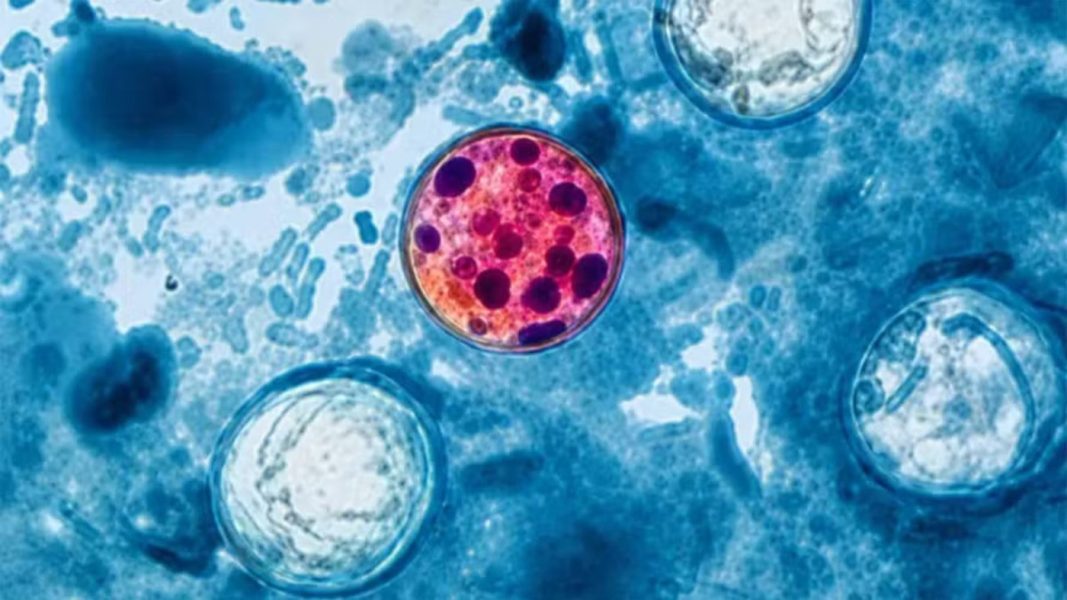 bacteria-EUA
