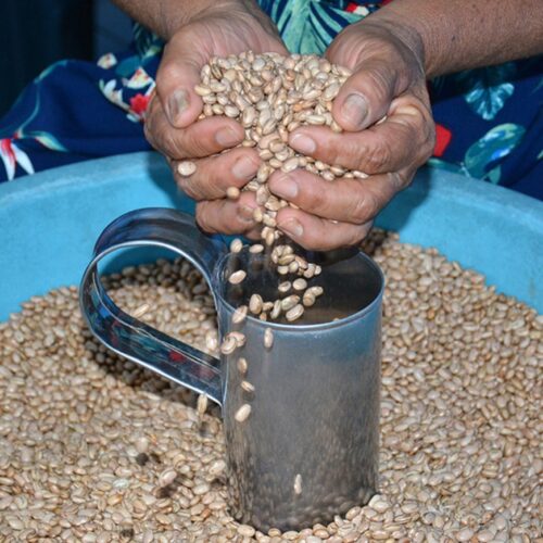 Prefeitura de Feira de Santana inicia distribuição de sementes nesta terça-feira (31)