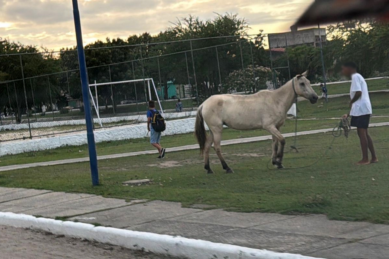 Animais soltos em vias públicas representam risco de acidentes graves e exigem responsabilidade dos tutores