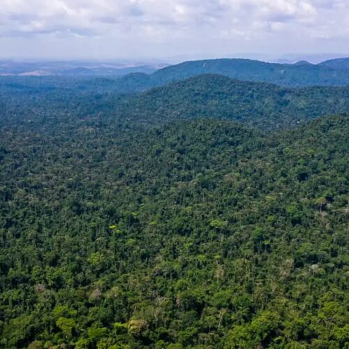 Desmate na amazônia em maio fica perto de mínima histórica